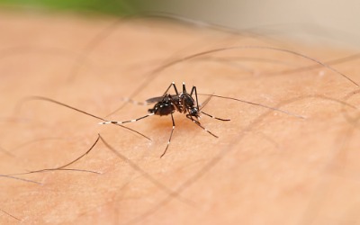 A mosquito on someone's arm